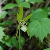 鳳凰三山に咲く花