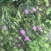 松葉菊