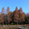 初冬のあけぼの山公園