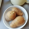 今年の秋じゃが　３本春じゃがが育っています