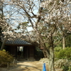 河津桜が開花