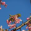 河津桜と遊ぶ～メジロ～