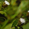 １0月31日　誕生日の花・花言葉・歌句・万葉歌