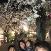 満開の夜桜見物！