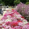 京都府立植物園のバラ