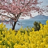 河津桜と菜の花