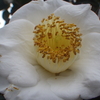 【植物の花の写真】白いツバキ（品種名不明）；ツバキ科  Camellia japoniva；Theaceae  2018年12月23日（日）鹿児島市自宅庭