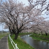  桜百選：五条川の桜並木（愛知県大口町）