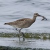 兵庫県東播磨）瀬戸川河口、チュウシャクシギ（蟹、飛翔）、コチドリ、シロチドリ、スズガモ。西江井島ため池（大池、皿池、新池）、タシギ、ヒドリガモ。