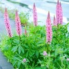 散ったルピナスの花びら後のケア｜剪定と手入れで次の花季を彩る方法