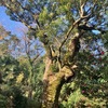 【奈良豆比古神社】境内に佇む心が安らぐ神聖な巨樹とは？