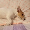 オビ練習（ゆめ）