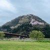 日守山の桜