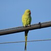 インコのモーニングコール