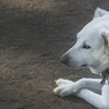 犬の訓練士のやつ見た？