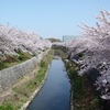 花見：あせる気持ちを抑えつつ。