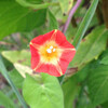 (180) Ipomoea coccinea