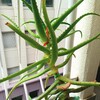 ベランダの住民育ちざかり　
