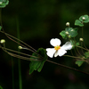 シュウメイキク：秋明菊　貴船菊 