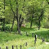 いだかの森 北の湿地と井堀エリア