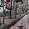 桜吹雪と葉桜