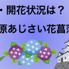 「小田原あじさい花菖蒲祭り」2023年の見頃と開化状況お伝えします。