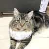 うちの猫、ホストだったらNo.1いけるかもしれない