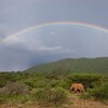 Elephant, Kenya