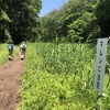 【天覧山・多峯主山】新緑から深緑へ