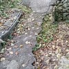 落ち葉がいっぱい