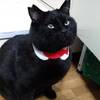 まん丸黒猫のキリトくん　12月17日忠岡町永福寺さん里親会参加予定