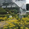 薬用植物園で秋の七草を見る