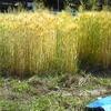 裸麦の収穫