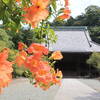 【夏の鎌倉】妙本寺のノウゼンカズラがおすすめ！隠れた名所スポット｜ノウゼンカズラはどこにある？見どころや開花状況、アクセスを紹介（神奈川県鎌倉市）