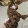 お客様ワンちゃん