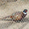 池田動物園のコウライキジ