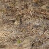 タヒバリ