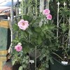 薔薇