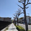 木陰のない歩道　Sidewalk without the shade of trees