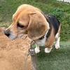 ビーグル犬