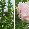 雨の中，八重のムクゲが一斉に花を開き始めました．一重の方も，更に沢山の花をつけています．一つの花はただ一日の命ながら，その命を立派に花咲かせて全うし，次から次へと花を咲かせる無窮花(ムグンファ)．  これがムクゲですね．　雨はれて 心すがしく なりにけり 窓より見ゆる 白木槿（しろむくげ）のはな　斎藤茂吉　　ムクゲはフヨウ属（ハイビスカス属）．我が家のハイビスカスも華やかな花を咲かせ始めています．