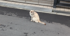 去年の今頃のニュースを振り返ってみようかと思ったけど意外と難しかった
