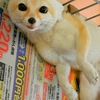 フェネックが眷属だったなら？