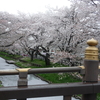 ＊鶴ヶ島の桜巡りに引き続き川越まで