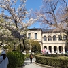 ３年ぶりの観桜祭 at 旧議場