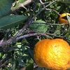 2025年【冬至】 はいつ？冬至の食べ物（かぼちゃ、小豆など）やゆず湯の理由を解説