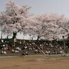 一本の桜に、何輪の花が咲くか？
