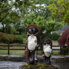 タヌキ続き