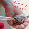 文鳥のヒナを飼い始めました☆