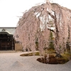 秀吉とねねが祀られた「高台寺」の見所を紹介 (Kyoto,Kodaiji)